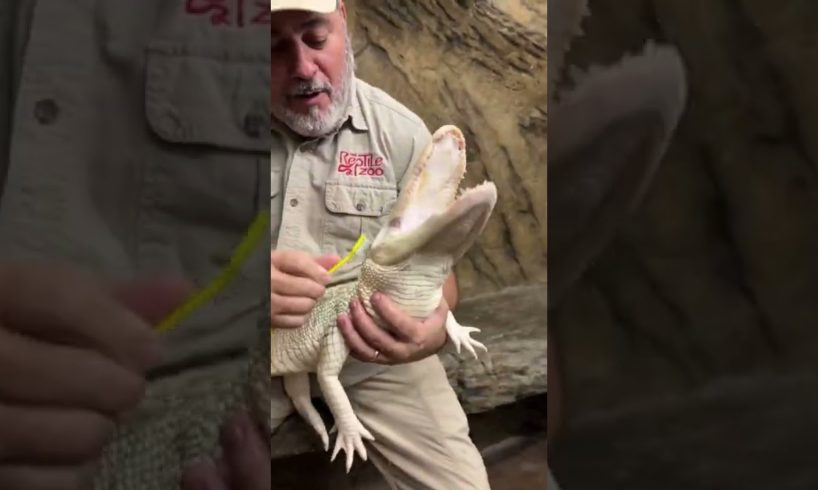 Rare Albino Alligator Loves Her Scrubs 🐊 #shorts #animals #reptile #giant #dinosaur #alligator