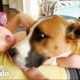 Rescue Dog With Wild Zoomies Becomes The Calmest Big Brother | The Dodo