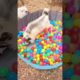 Rescue Foxes Get Ball Pit For Daily Enrichment l The Dodo