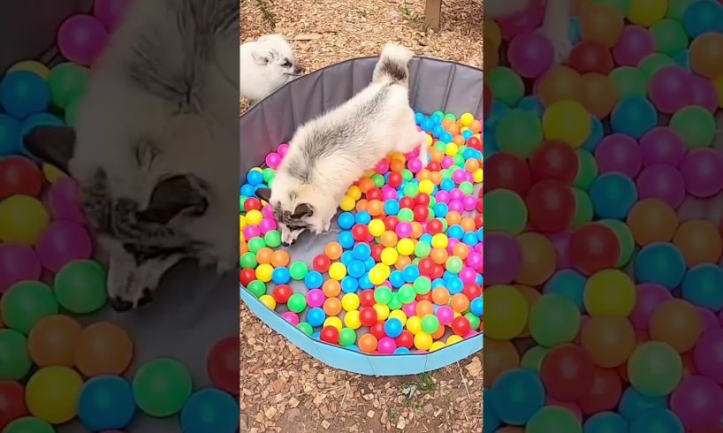 Rescue Foxes Get Ball Pit For Daily Enrichment l The Dodo