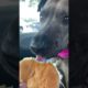 Rescue Pittie Learns To Love McDonald's | The Dodo