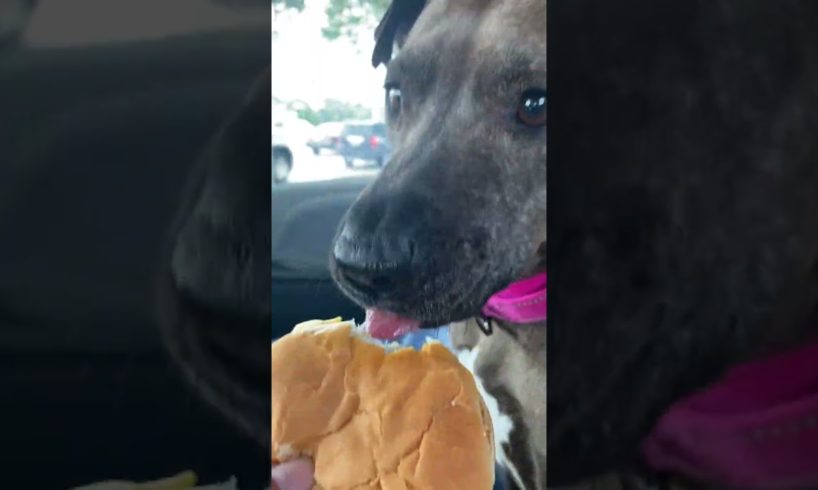 Rescue Pittie Learns To Love McDonald's | The Dodo