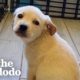 Rescue Puppy Owns Her Foster Mom | The Dodo