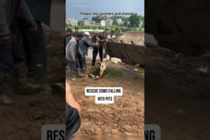 Rescue cows falling into pits#pet#foryou#Fyp#lol#viral#animals#petofikok#funnyvideos2020