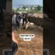 Rescue cows falling into pits#pet#foryou#Fyp#lol#viral#animals#petofikok#funnyvideos2020