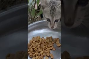 Rescue of abused and tied up kittens by the roadside
