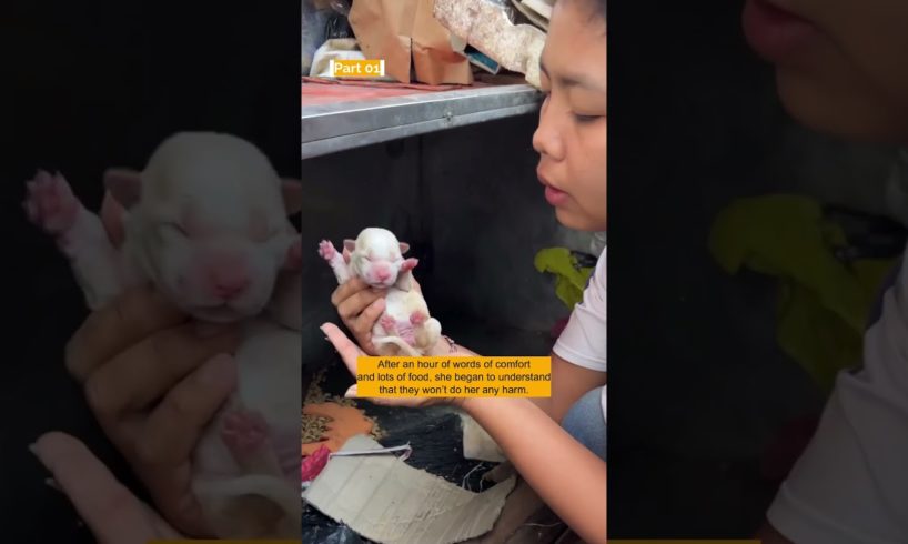 Rescue of an abandoned mama dog and her 4 beautiful babies