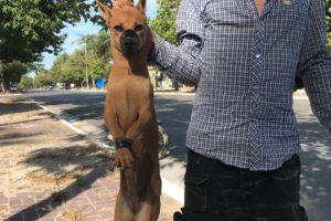 Rescue the dog tied on the motorbike from the evil man who was on his way to the slaughterhouse