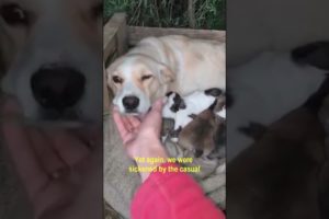 Rescued Mom Dog & Her Newborn Puppies Were Neglected & Abandoned In The Forest