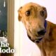 Rescued Racing Greyhound Scared Of Everything Can’t Stop Smiling Now | The Dodo