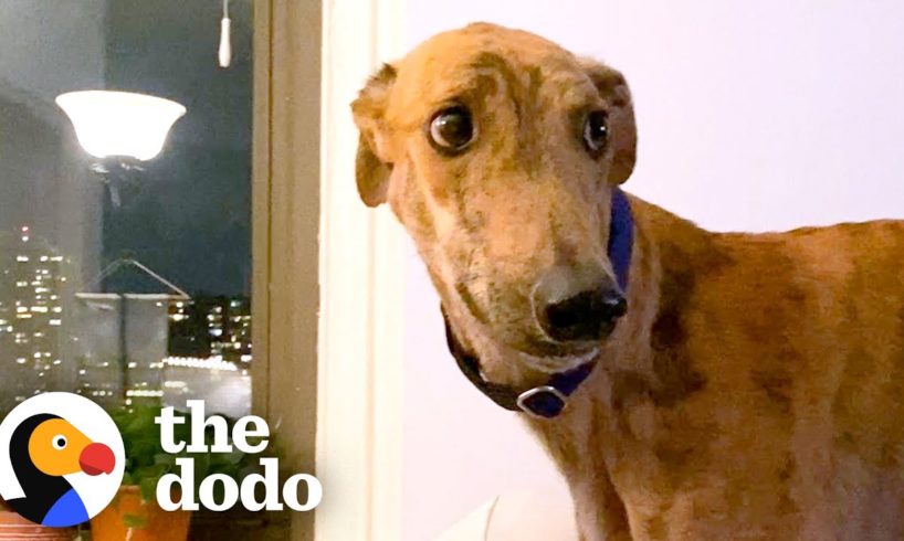 Rescued Racing Greyhound Scared Of Everything Can’t Stop Smiling Now | The Dodo