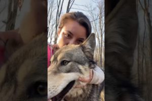 Rescuing A Wolf Dog l The Dodo