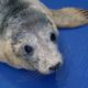 Rescuing Cute Baby Seal Pups | 24 Hours With | BBC Earth