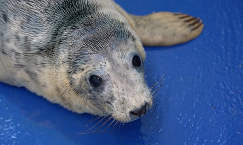 Rescuing Cute Baby Seal Pups | 24 Hours With | BBC Earth