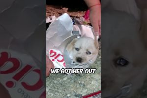 Rescuing a Puppy Whose Head was Stuck in a Milk Carton