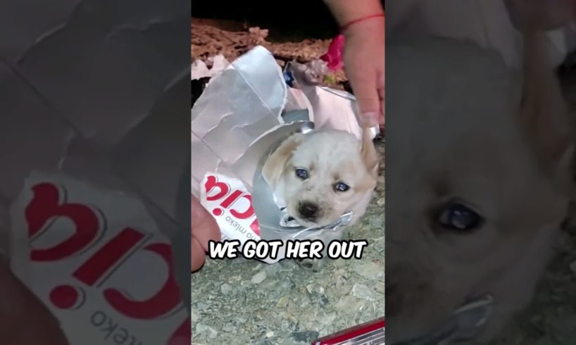 Rescuing a Puppy Whose Head was Stuck in a Milk Carton