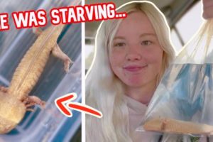 Rescuing a Starving Axolotl from a Pet Store