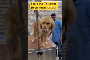 😂Saala Main To Sahab Ban Gaya || Cute Pets || Funny Dogs || Golden Retrievers || #pets #dog 🐶