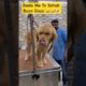 😂Saala Main To Sahab Ban Gaya || Cute Pets || Funny Dogs || Golden Retrievers || #pets #dog 🐶