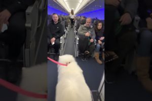 Samoyed Dog Makes Friends on a Plane While Travelling with Owner