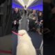 Samoyed Dog Makes Friends on a Plane While Travelling with Owner