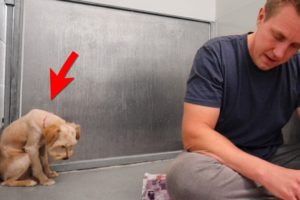 Scared Dog Completely Shut Down Until This Happens...  | Adoption Updates