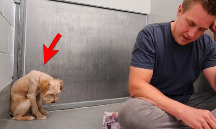 Scared Dog Completely Shut Down Until This Happens...  | Adoption Updates