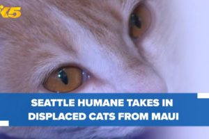 Seattle Humane takes in displaced pets from Maui
