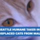 Seattle Humane takes in displaced pets from Maui