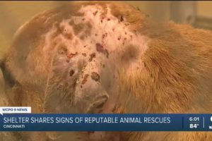 Shelter shares signs of reputable animal rescues