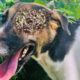 ShhSht !! You Won't Believe What happens When This Shy Dog is Rescued from Starvation! ANIMAL RESCUE