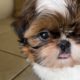 Shih Tzu Puppy with the cutest puppy tongue  out. The cutest puppy ￼