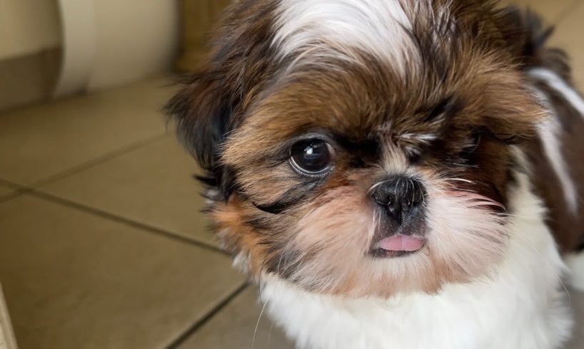 Shih Tzu Puppy with the cutest puppy tongue  out. The cutest puppy ￼