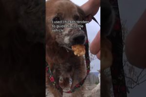 Sick dog on the US-Mexico border - full rescue video: www.HopeForPaws.org 😰