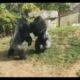 Silverback Gorilla Fighting|| Gorilla Fighting|| Gorilla ki larai|| Animal Fight Videos