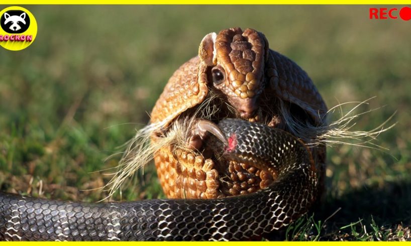 Snake Attacked the Wrong Enemy! The End Couldn't Be Worse | Animal Fights