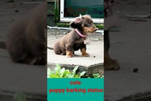 So cute puppy barking#400Mviral#shorts