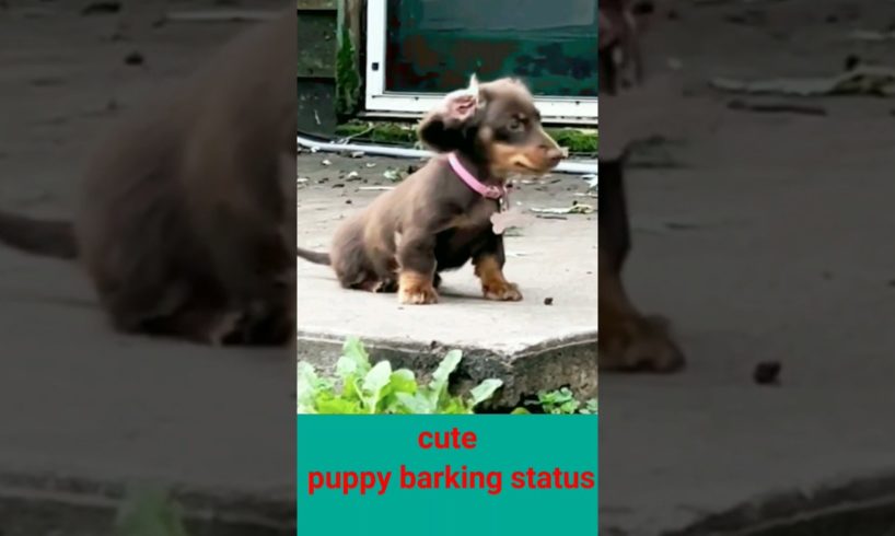 So cute puppy barking#400Mviral#shorts