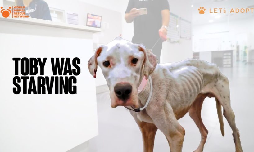 Starving Dog Found in Field Breaks The Hearts of Rescuers He Was So Emaciated - What Did Viktor Do?