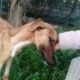 Starving Dog Hurriedly Hugged Me, Rested Head on My Hand to Show Gratitude After Days of Neglect