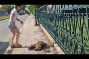 Stray dog passed out, under the hot sun, after she ​​got hit by a car.