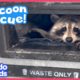 Stubborn Raccoon Refuses To Be Rescued…Why? | Dodo Kids | Rescued!