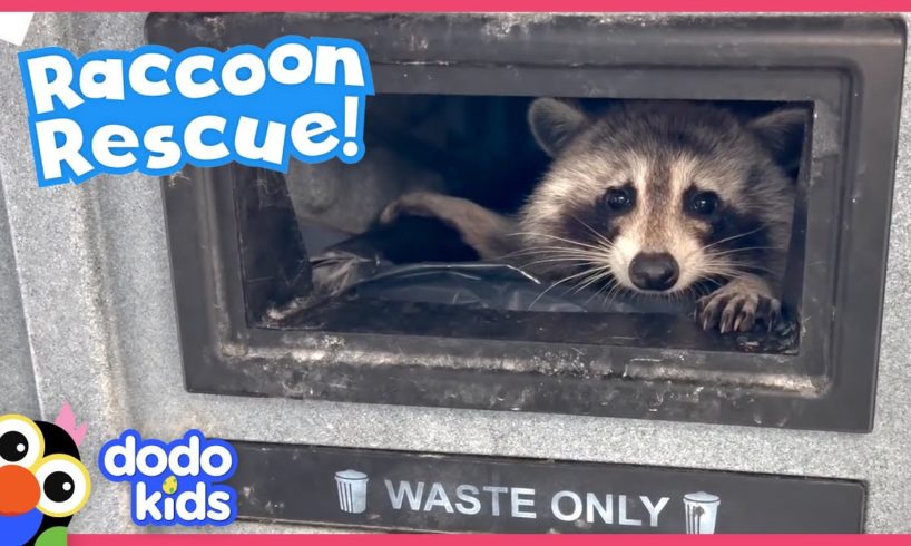 Stubborn Raccoon Refuses To Be Rescued…Why? | Dodo Kids | Rescued!