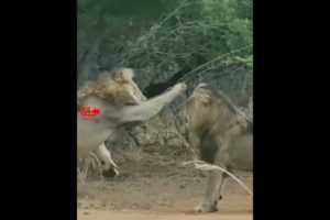 💥Stunning LION Fight | Lions Fighting Close up View | Big Lion Fight | Wild Animal Fight