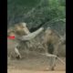 💥Stunning LION Fight | Lions Fighting Close up View | Big Lion Fight | Wild Animal Fight