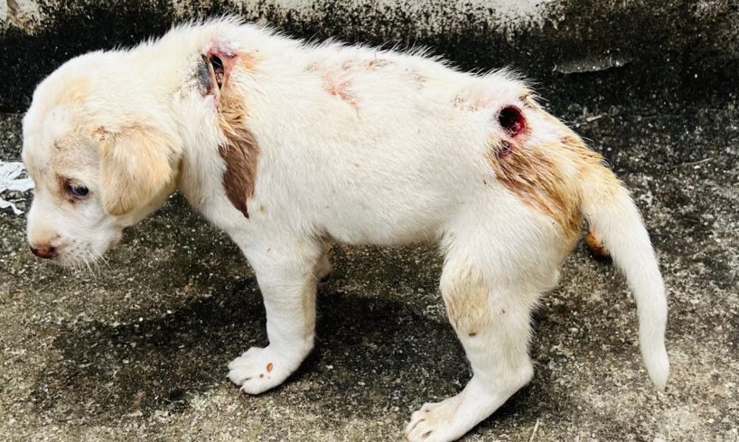 Succes Transformation Story, Puppies Rescued With Maggots & Wound