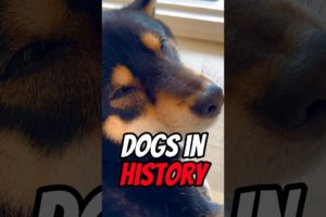 Surprising THINGS You Don’t Know About DOGS History 😱 #puppy #shorts
