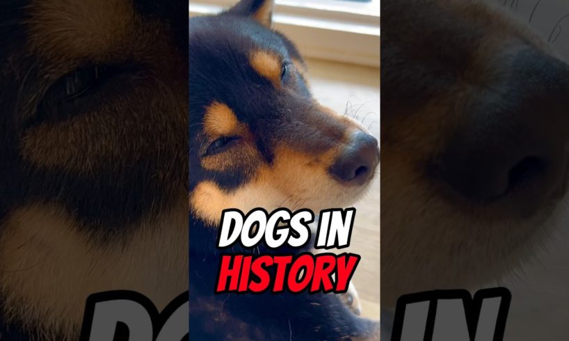 Surprising THINGS You Don’t Know About DOGS History 😱 #puppy #shorts