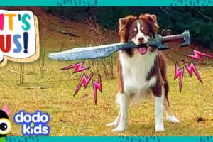 Sword Dog And Stick Dog Will Conquer The World! | Dodo Kids | It's Me!