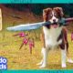 Sword Dog And Stick Dog Will Conquer The World! | Dodo Kids | It's Me!